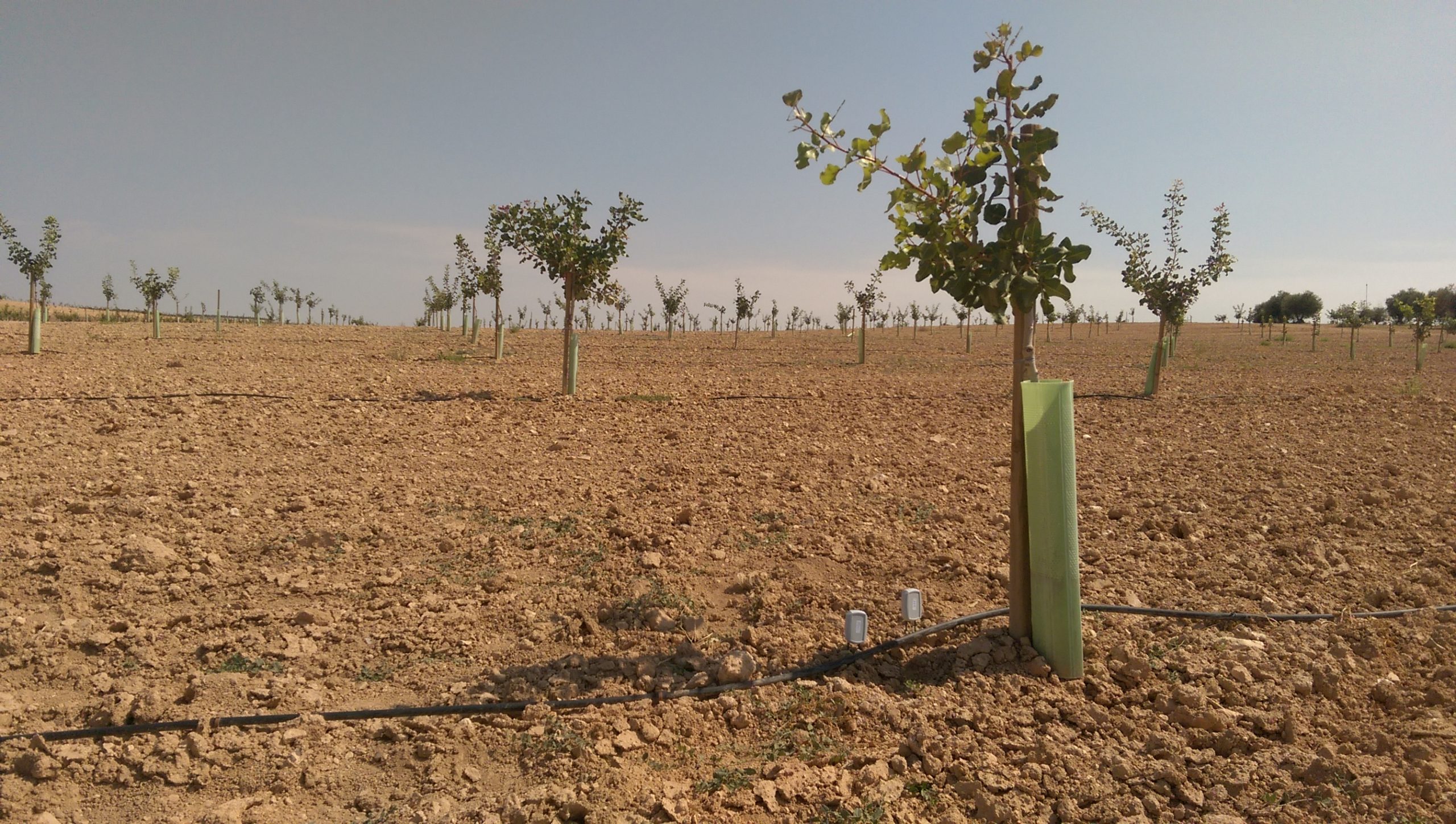 Marco de plantación de pistacho
