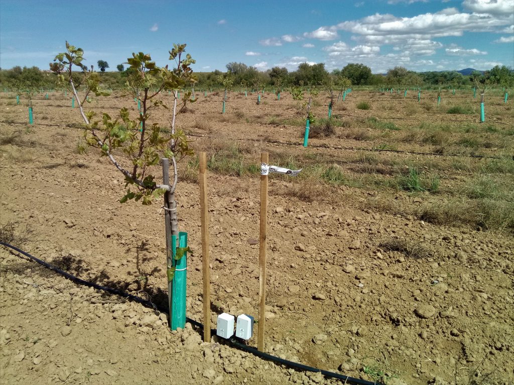 Ponencia de Plantae