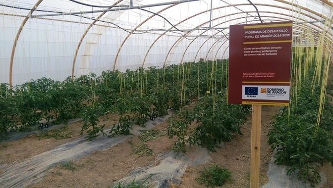 Tomate rosa en Barbastro