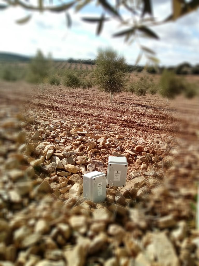 Olivos con riego por goteo controlado por sensores