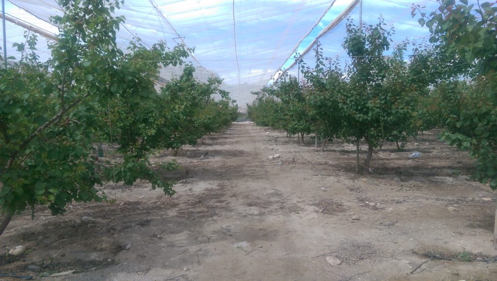 Frutas Durán-Reportaje en Diario del Campo
