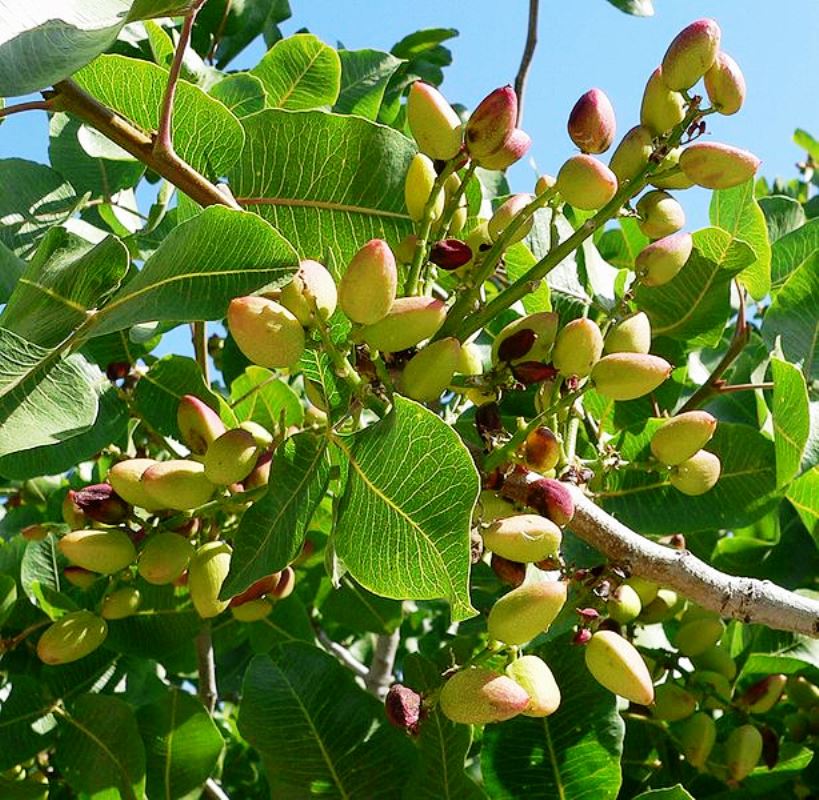 Pistachos en maduración-La fragilidad del sistema alimentario global afecta al pistacho