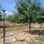 Hub receptor en almendro