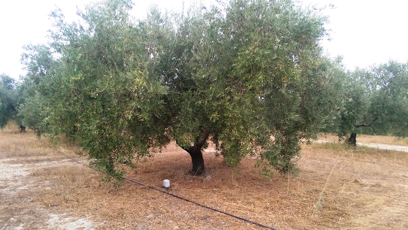 Sondas de humedad en olivos