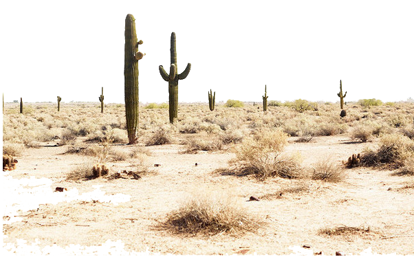 desierto