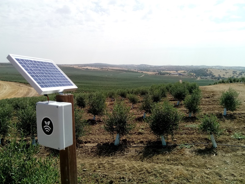 Hub en olivar