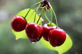 Cerezas en Xtrema Fruit