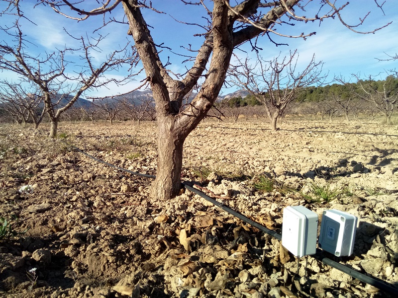 Albaricoque en Pliego de la Vega