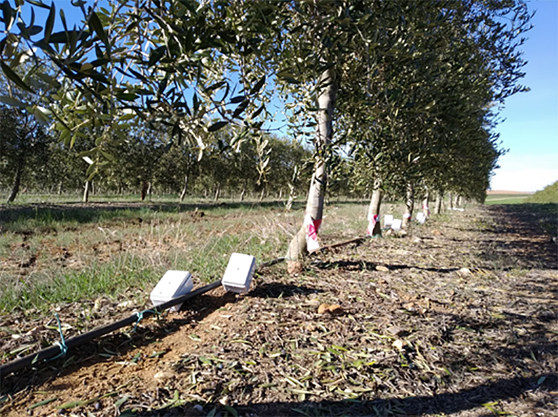 Ingeniería agrícola en olivar