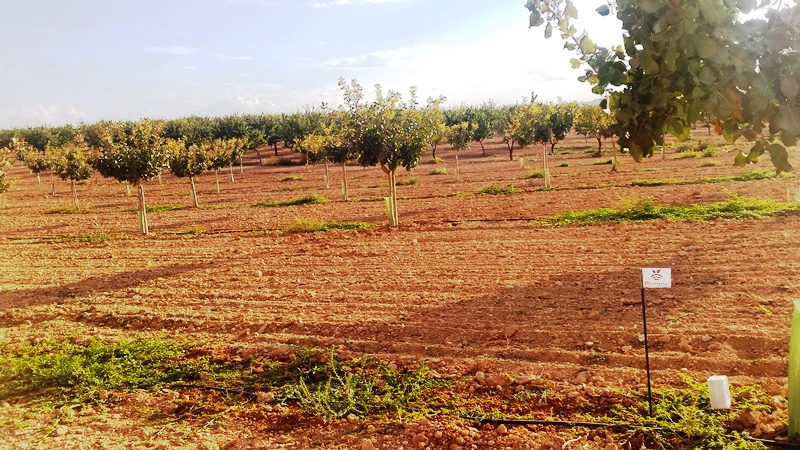 Plantación de pistachos con sensores PLANTAE