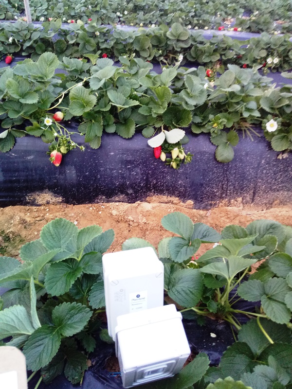Sensores en invernaderos de fresas en Huelva