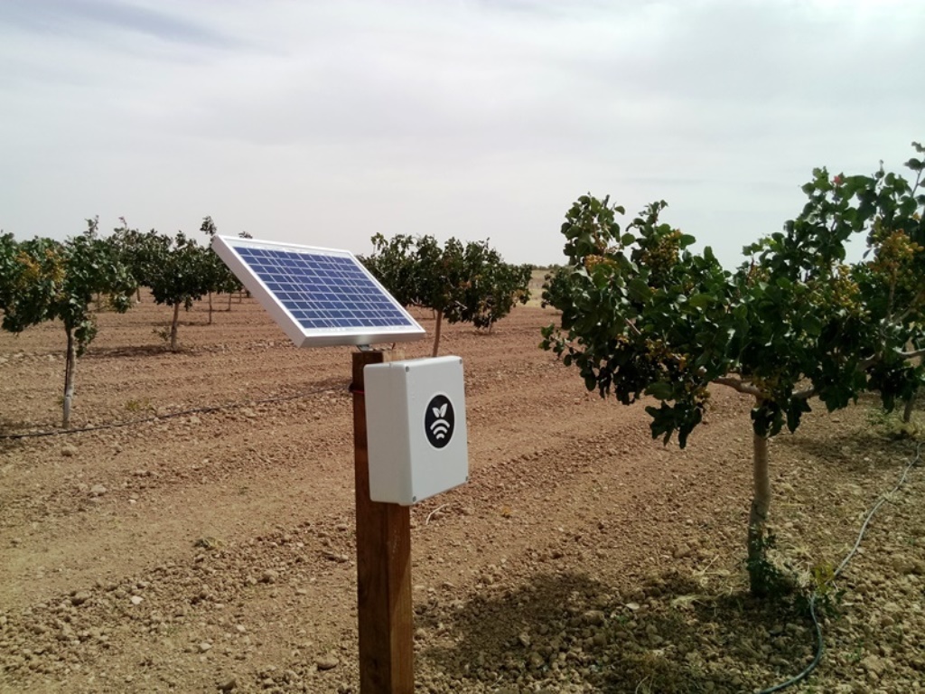 Hub en plantación de pistachos