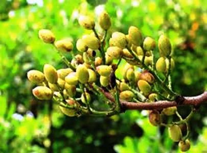 Pistacho en España