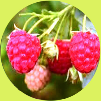 Frambuesa