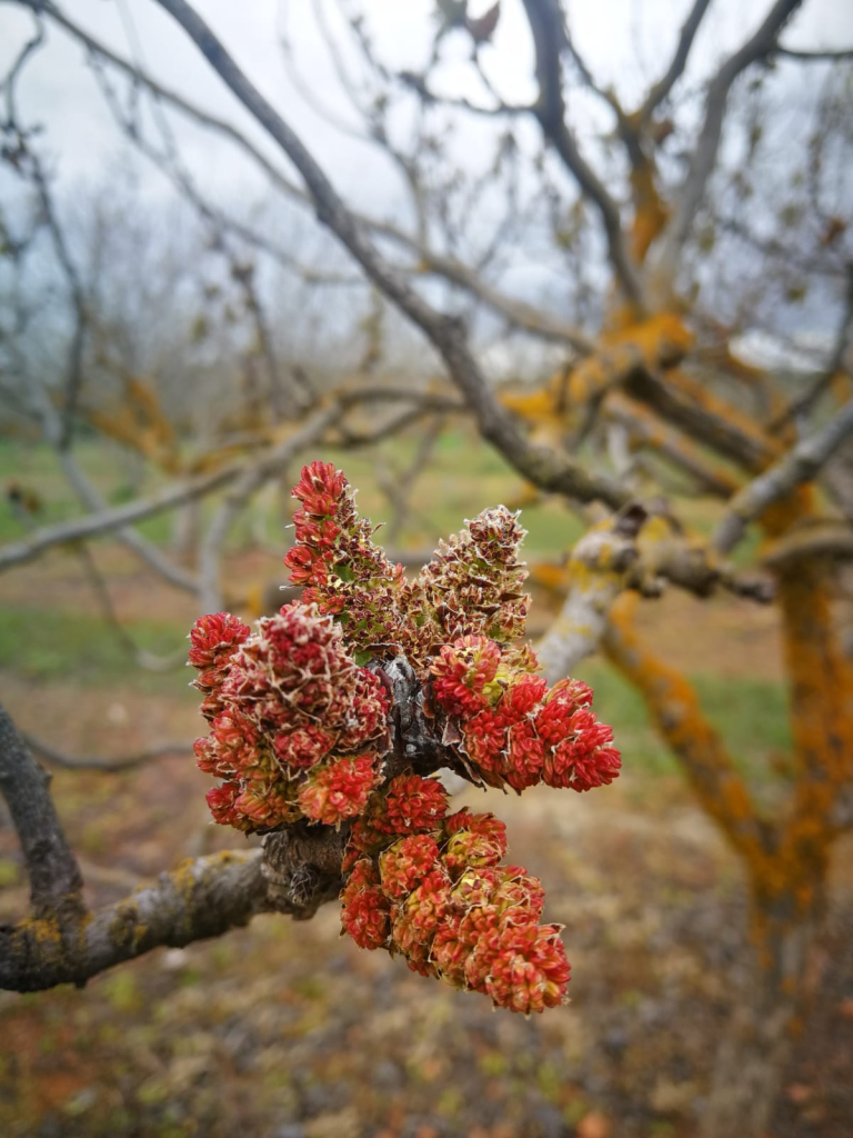 Flor del pistacho