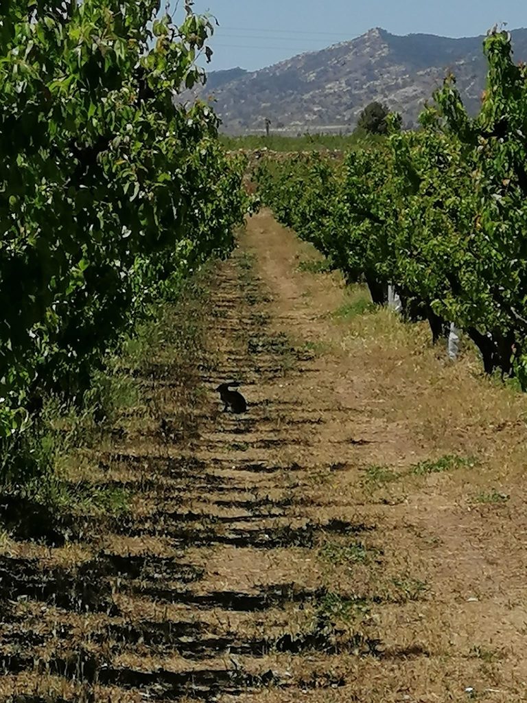Peras de Jumilla