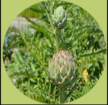 Alcachofa verde