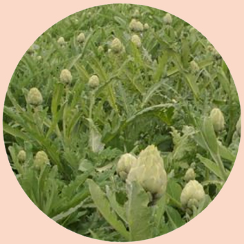 Alcachofa