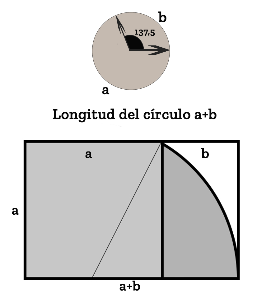 Ángulo áureo