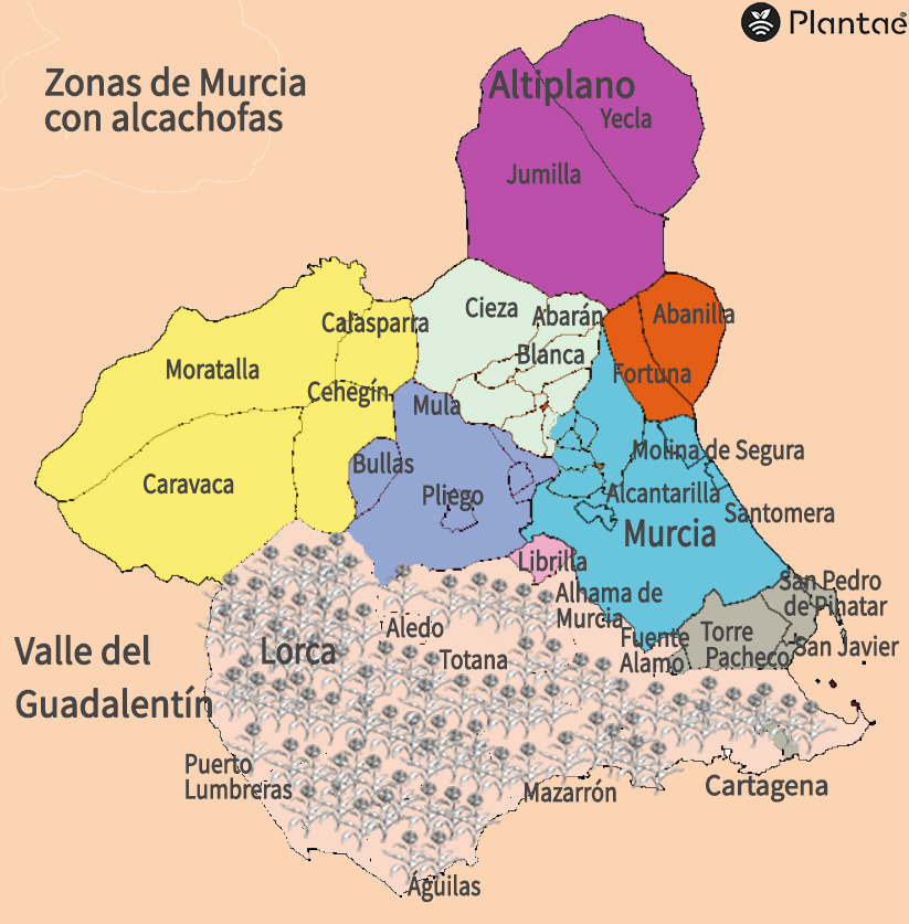 Mapa del cultivo de la alcachofa de Murcia