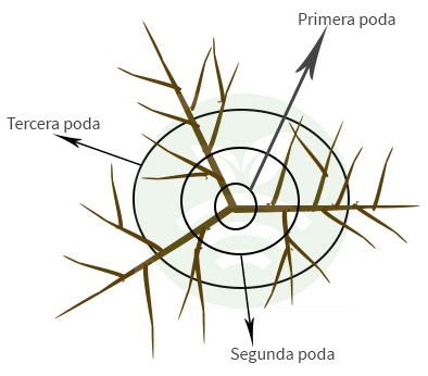 Poda del almendro