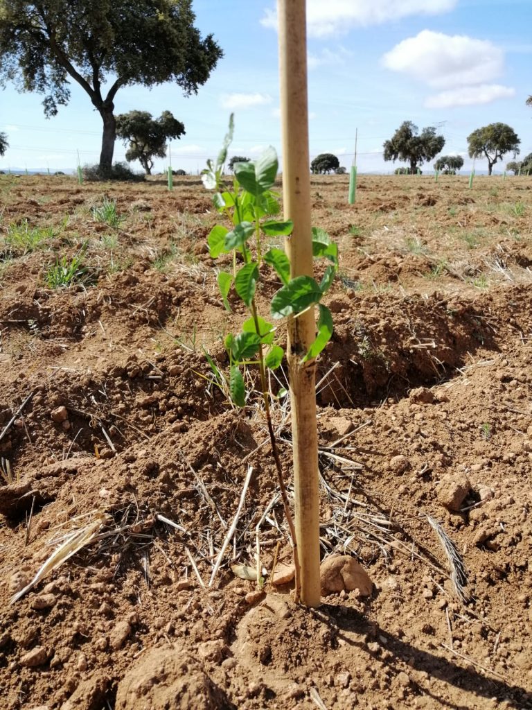 Pistacho en Ávila