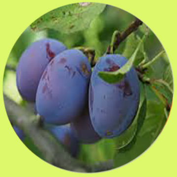 Ciruela doméstica