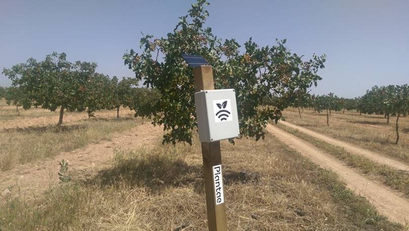 Pistacho Kerman