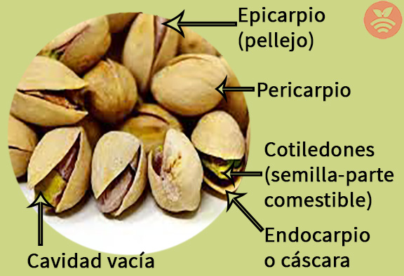 Partes del pistacho