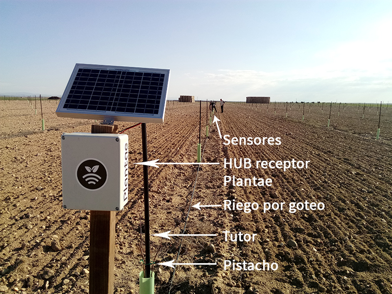 Sensores/sonda en pistacho