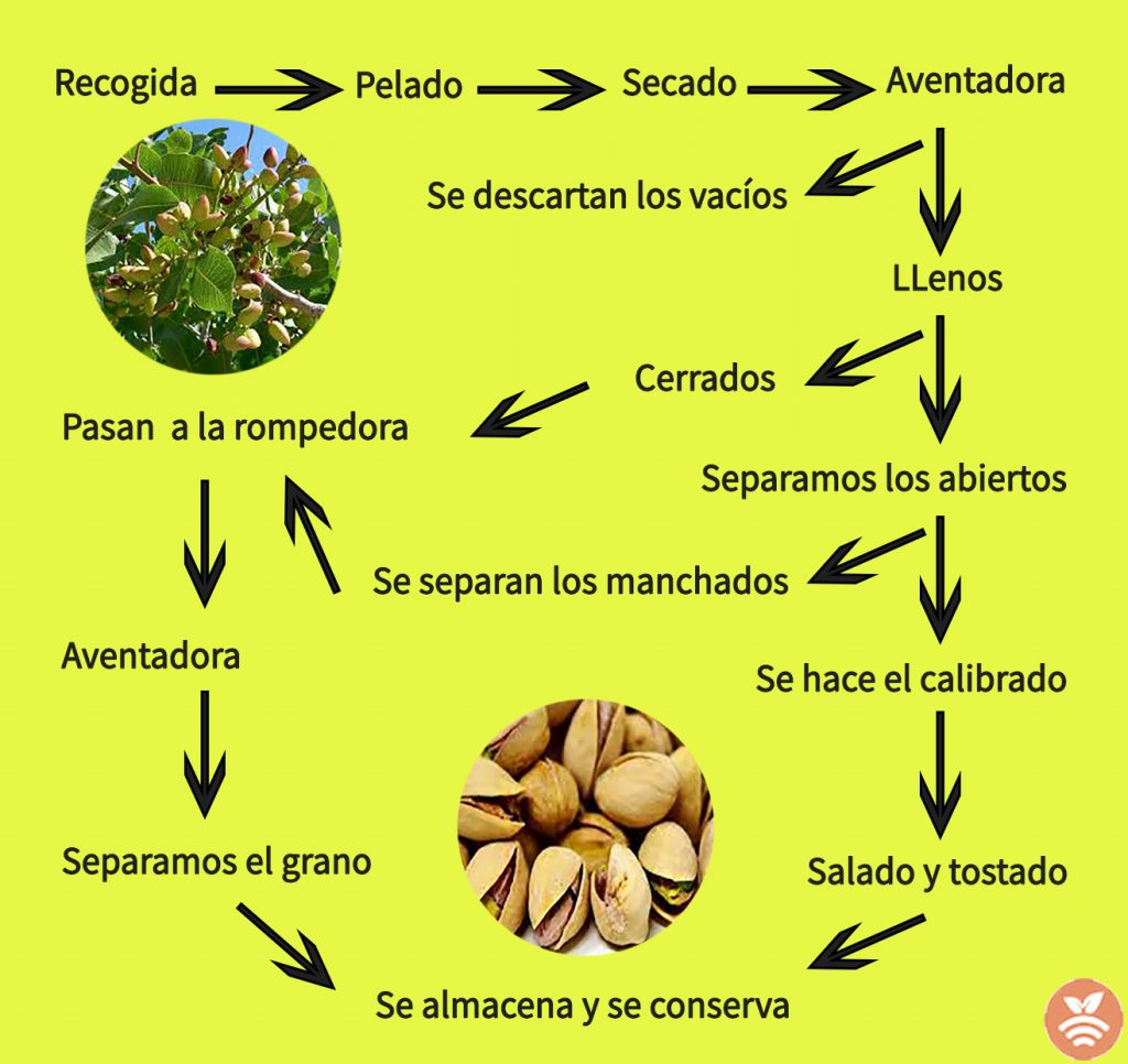 Proceso de recolección del pistacho