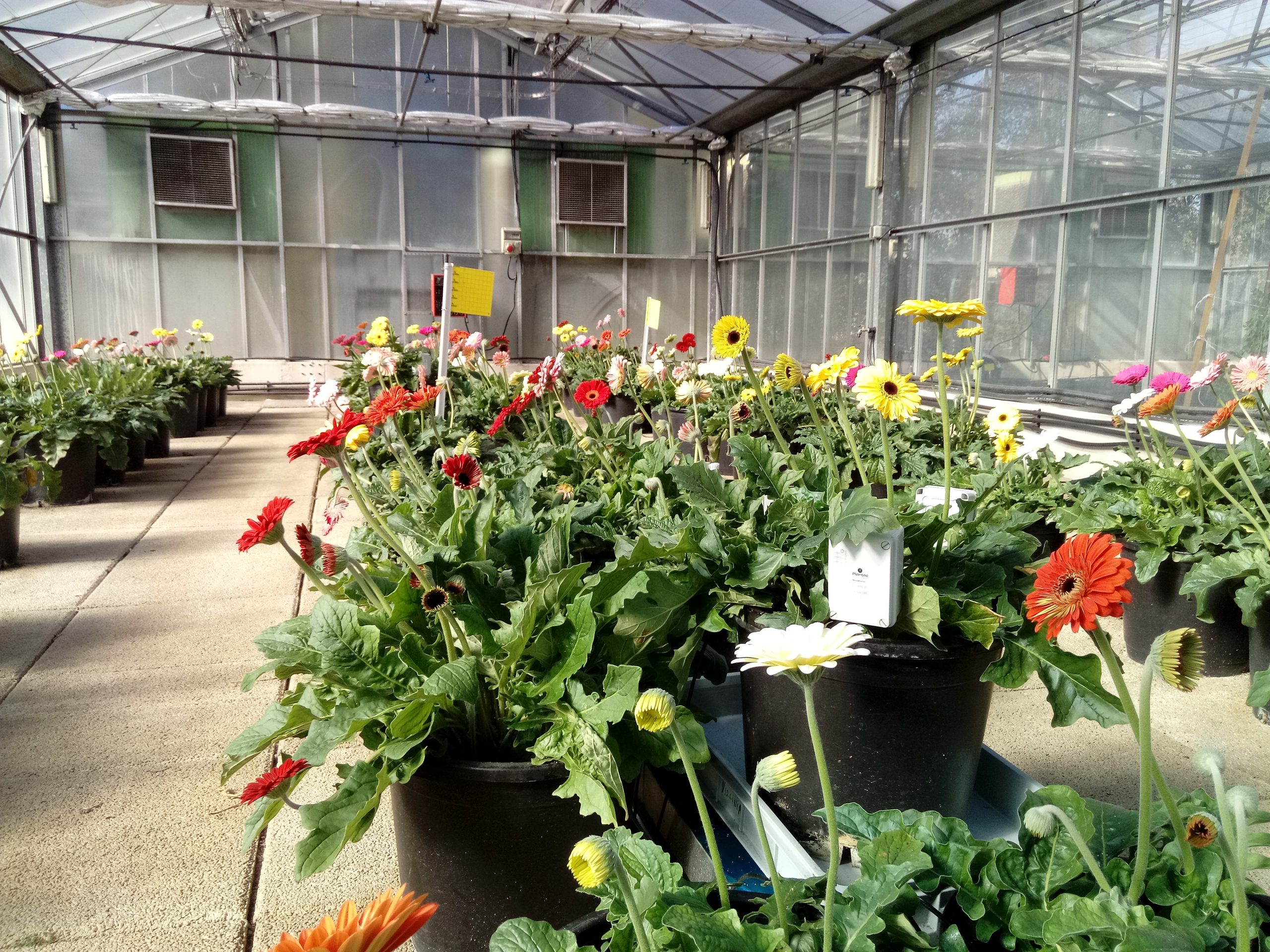 Invernadero de flor Gerbera