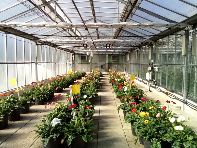 Flor Gerbera