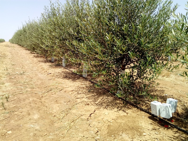 Sensores/sondas agrícolas en olivos superintensivos