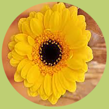 Amarilla
