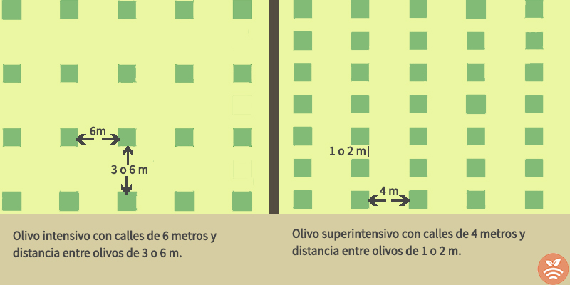 Olivo intensivo