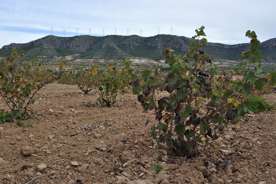 Viñedos de Jumilla