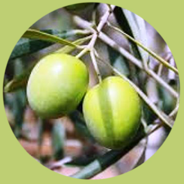 Blanqueta