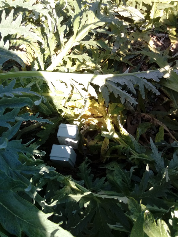 Sensores en campos de alcachofas