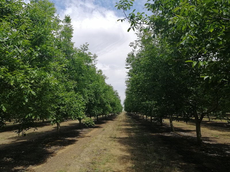 Plantación de nogales con sensores Plantae