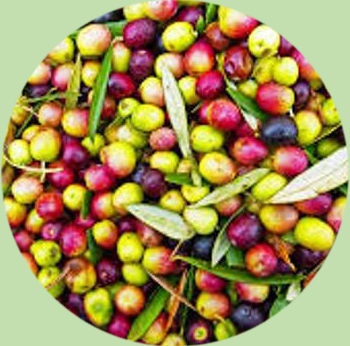Arbequina