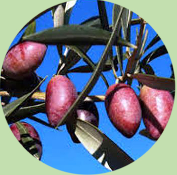 Cornicabra
