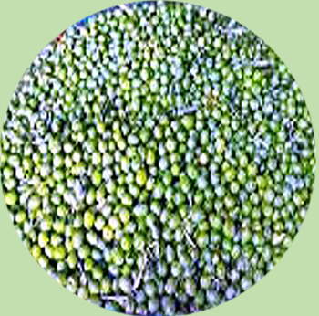 Manzanilla