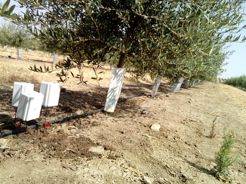 Sensores a tres profundidades en olivar