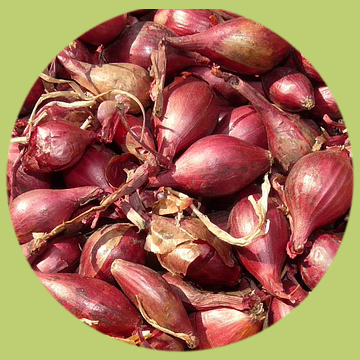 Chalota roja