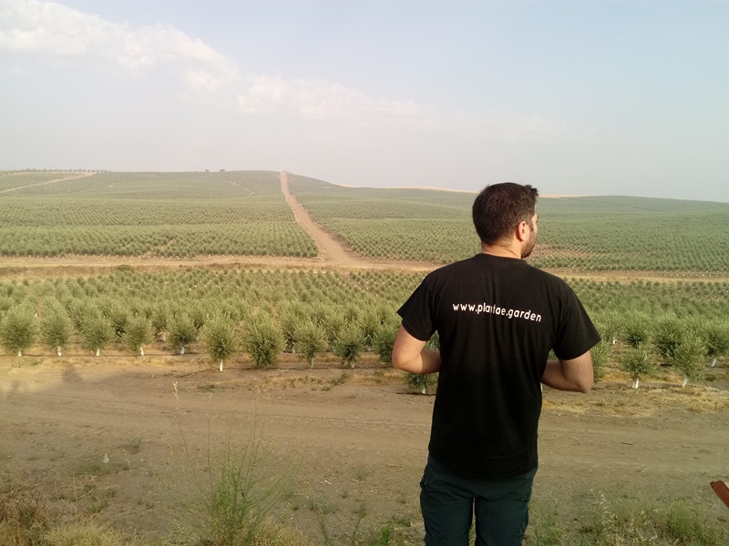 Riego controlado con sensores de Plantae en olivos del Alentejo intensivo de Portugal