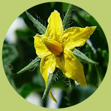 Flor del tomate