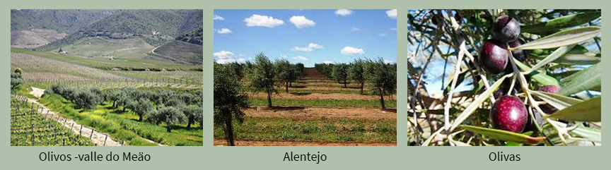 Olivares