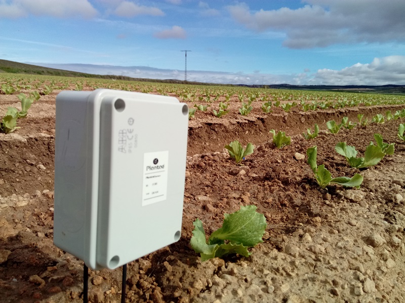 Sensor para riego controlado de lechuga