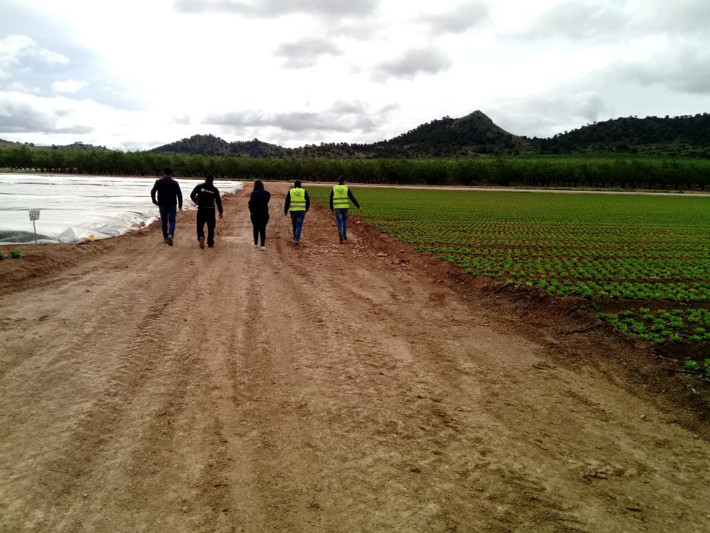 Campos de lechuga con riego controlado